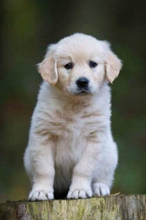 Jaunais ģimenes loceklis